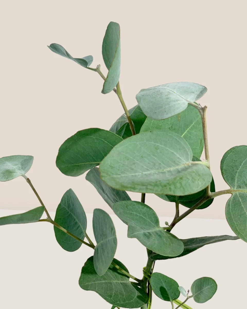 Japanese Eucalyptus Kodomo - Image 21