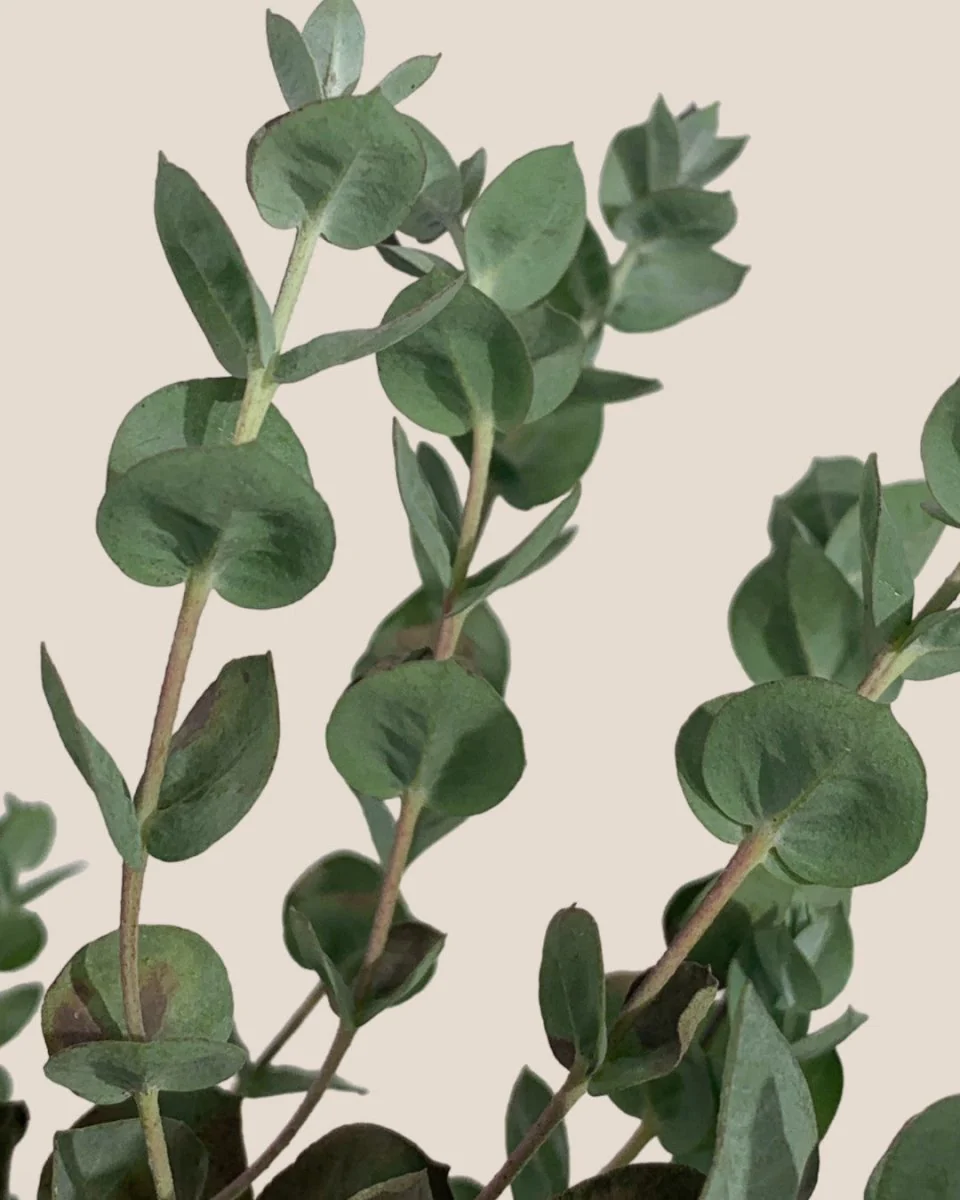 Japanese Eucalyptus Kodomo - Image 22