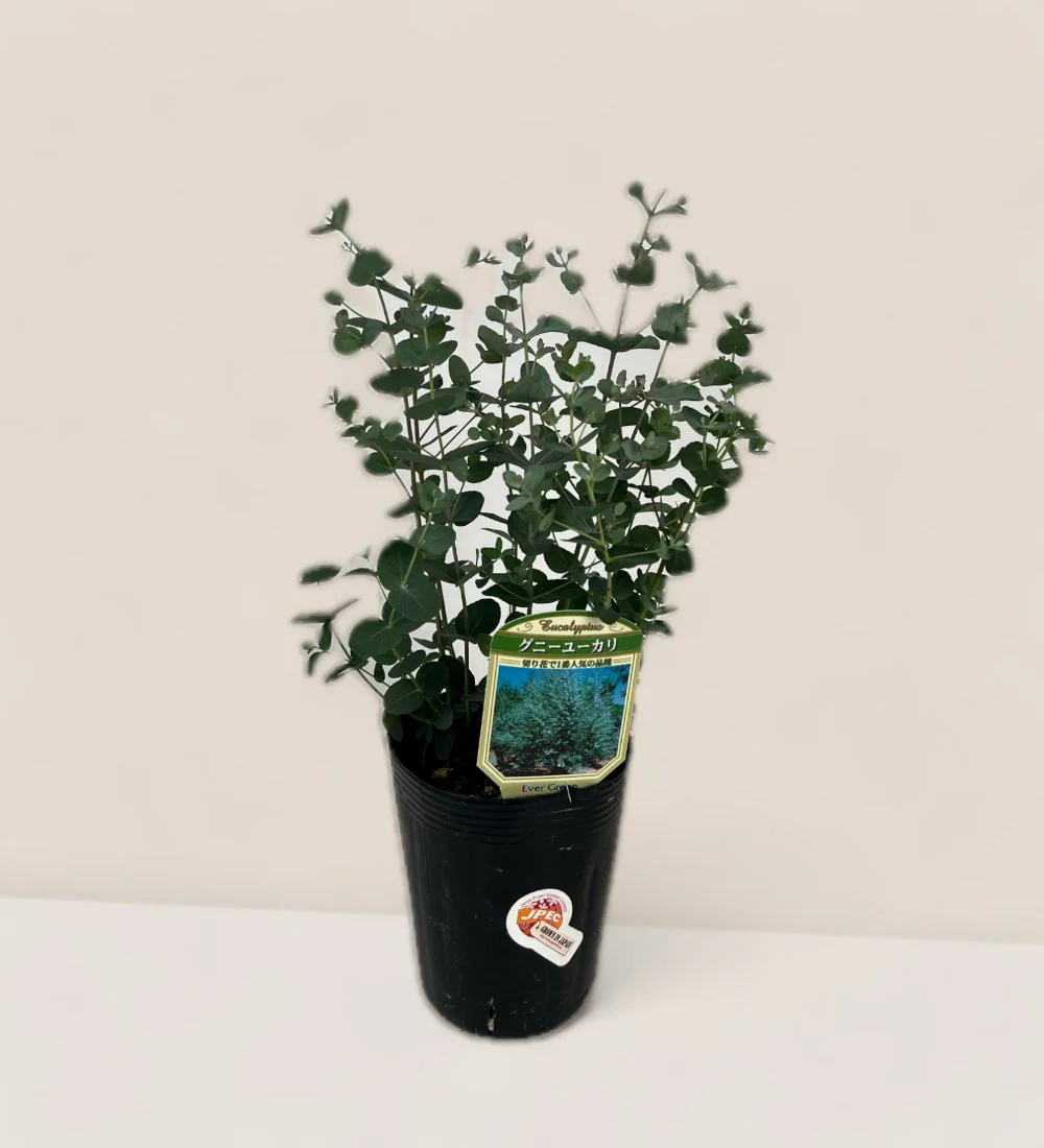 Japanese Eucalyptus Kodomo - Image 23