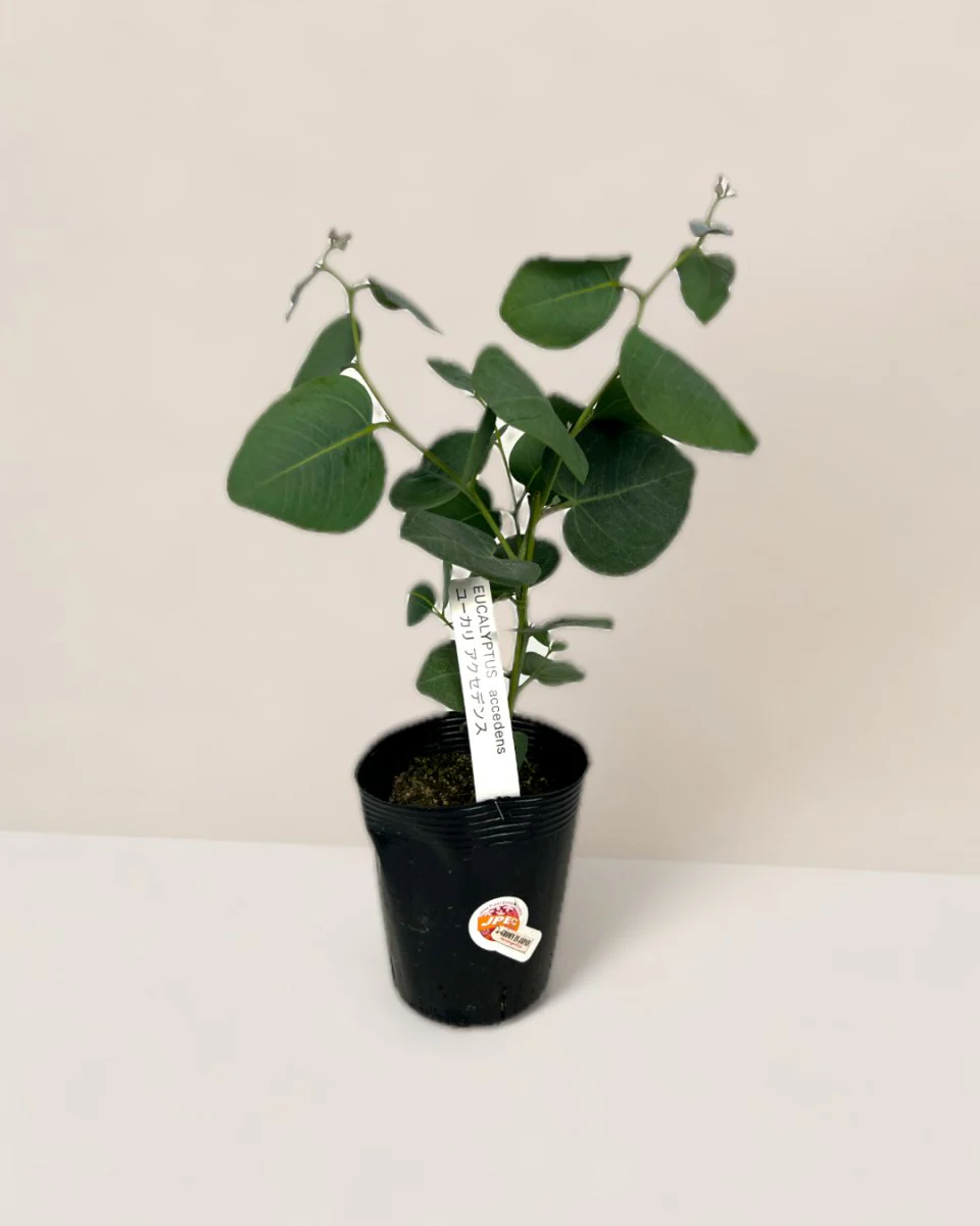 Japanese Eucalyptus Kodomo - Image 24