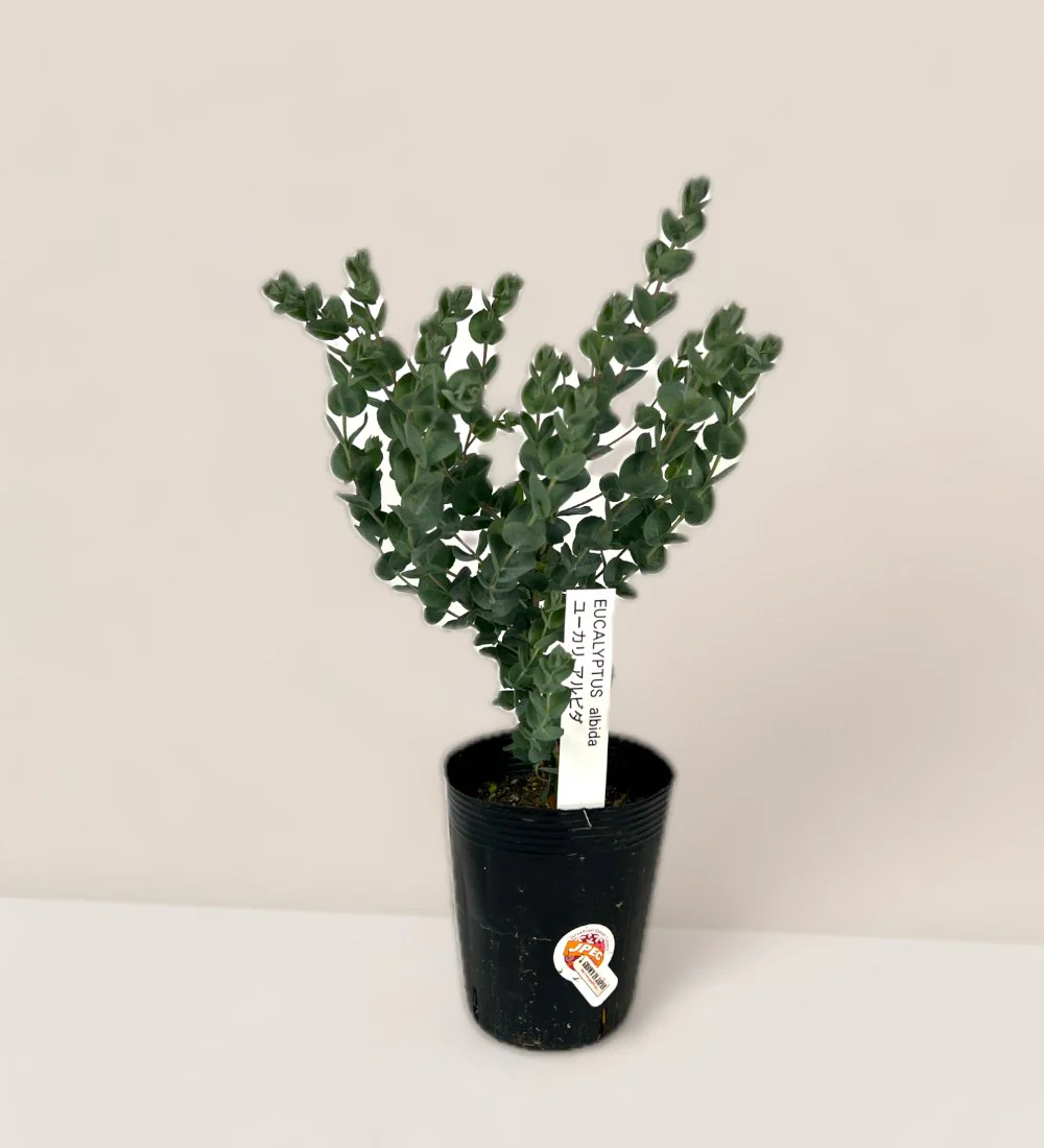 Japanese Eucalyptus Kodomo - Image 25