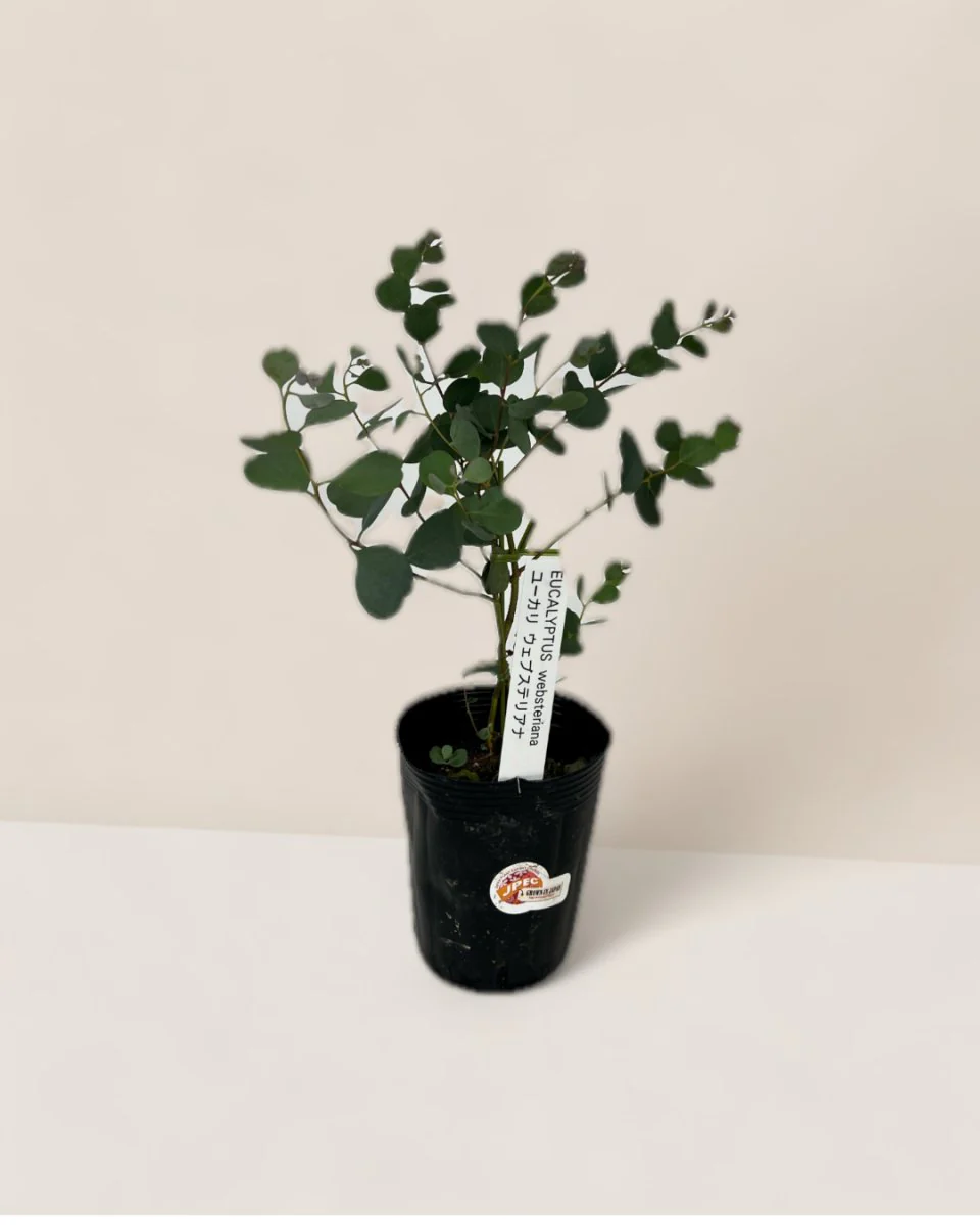 Japanese Eucalyptus Kodomo - Image 26