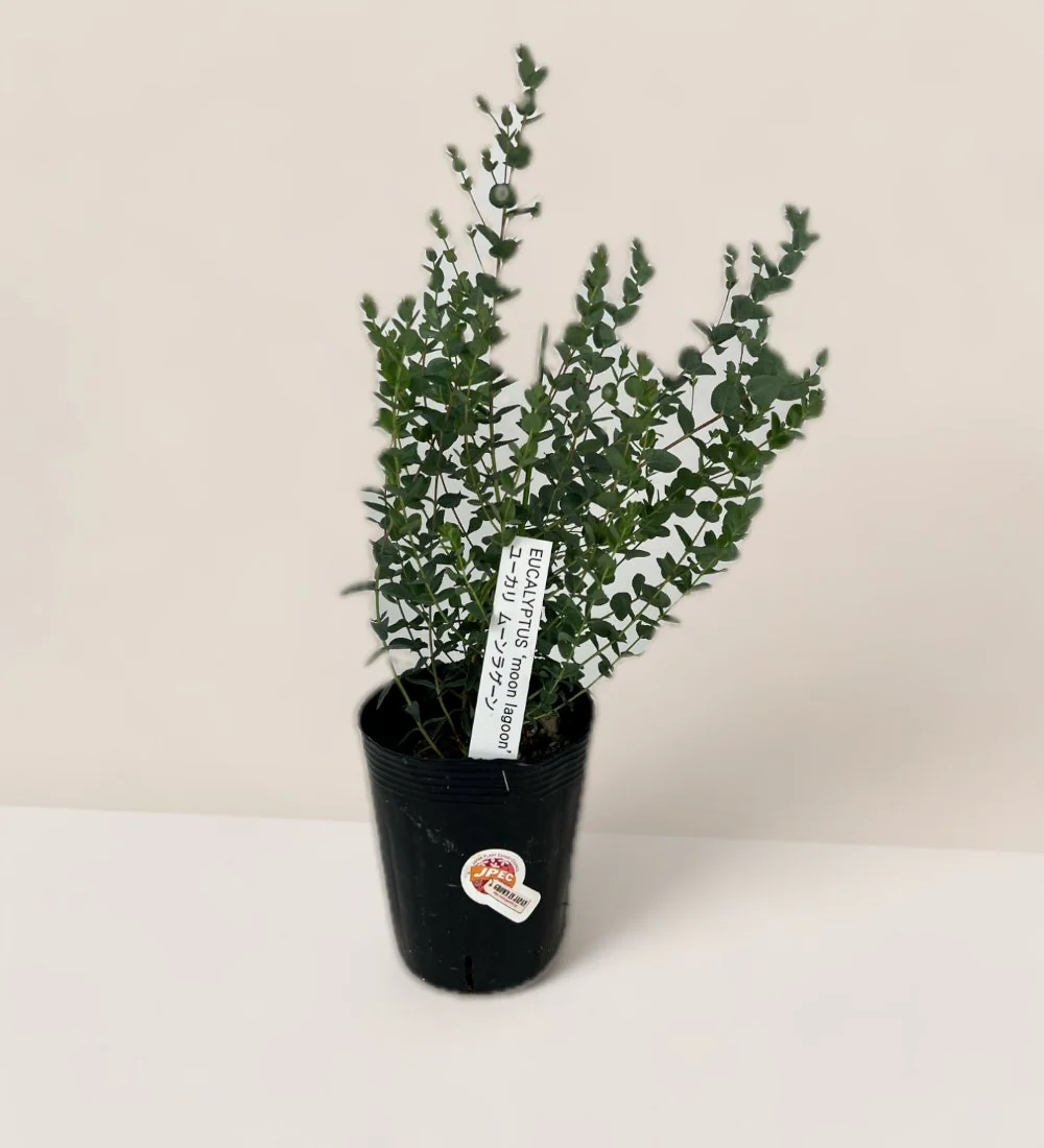 Japanese Eucalyptus Kodomo - Image 27