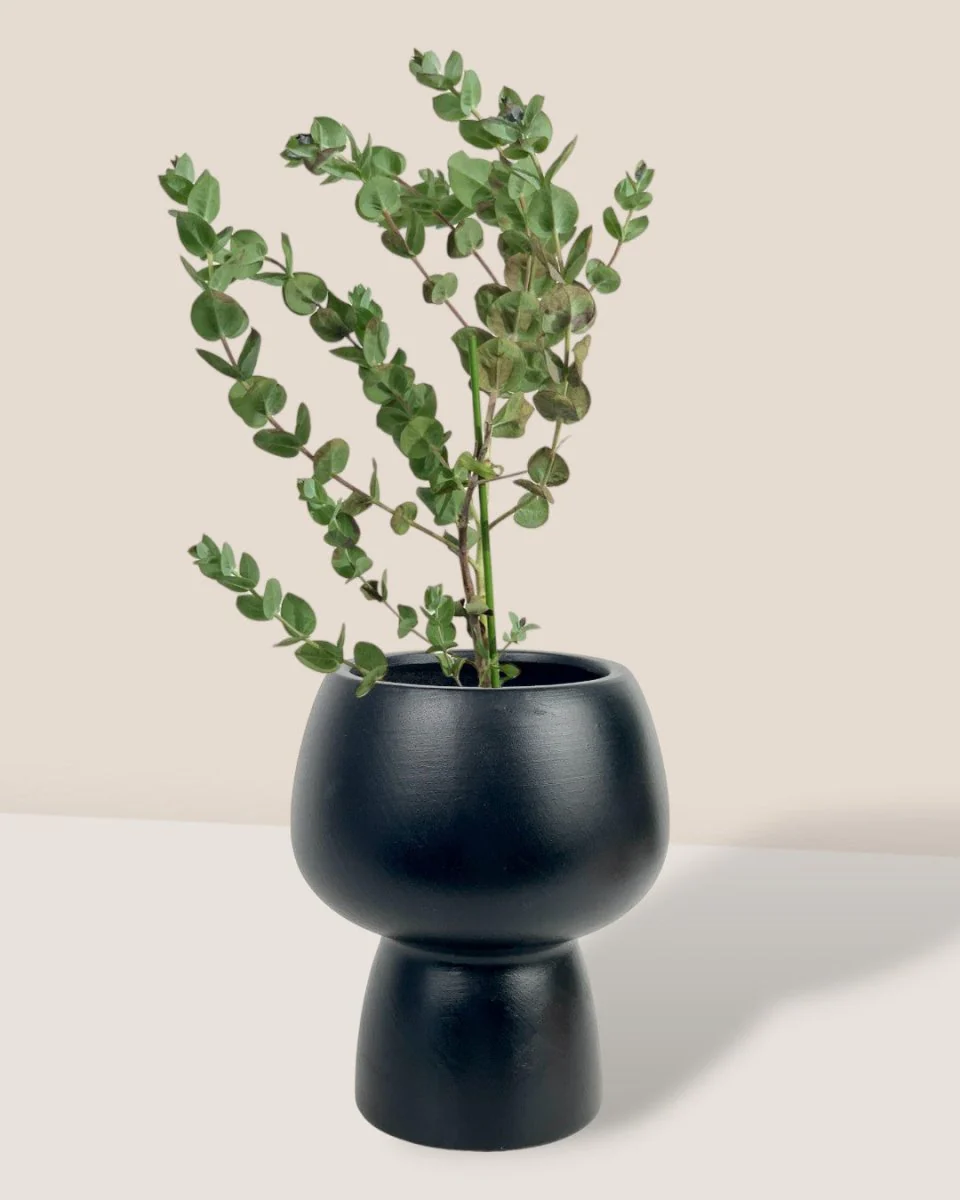 Japanese Eucalyptus Kodomo - Image 3