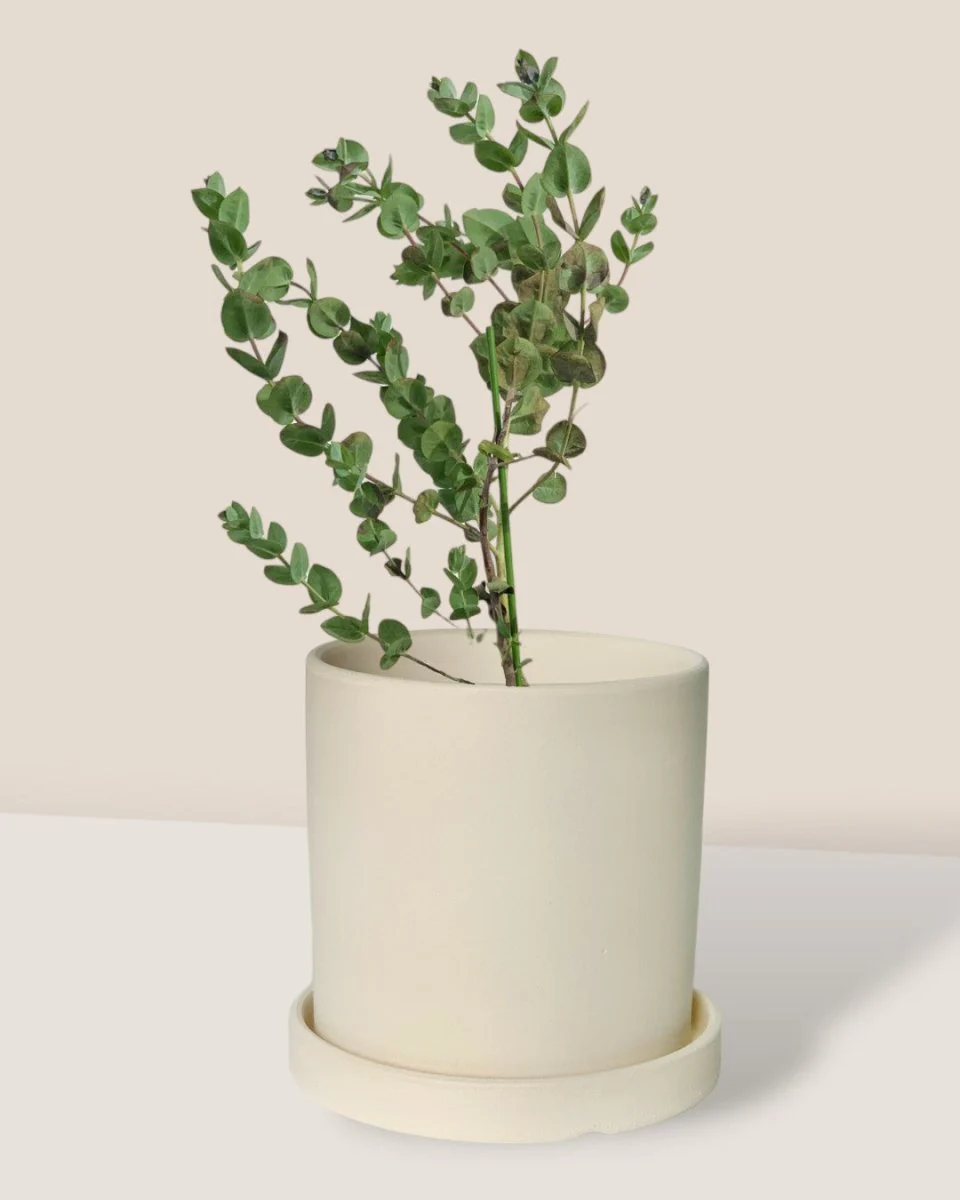 Japanese Eucalyptus Kodomo - Image 4