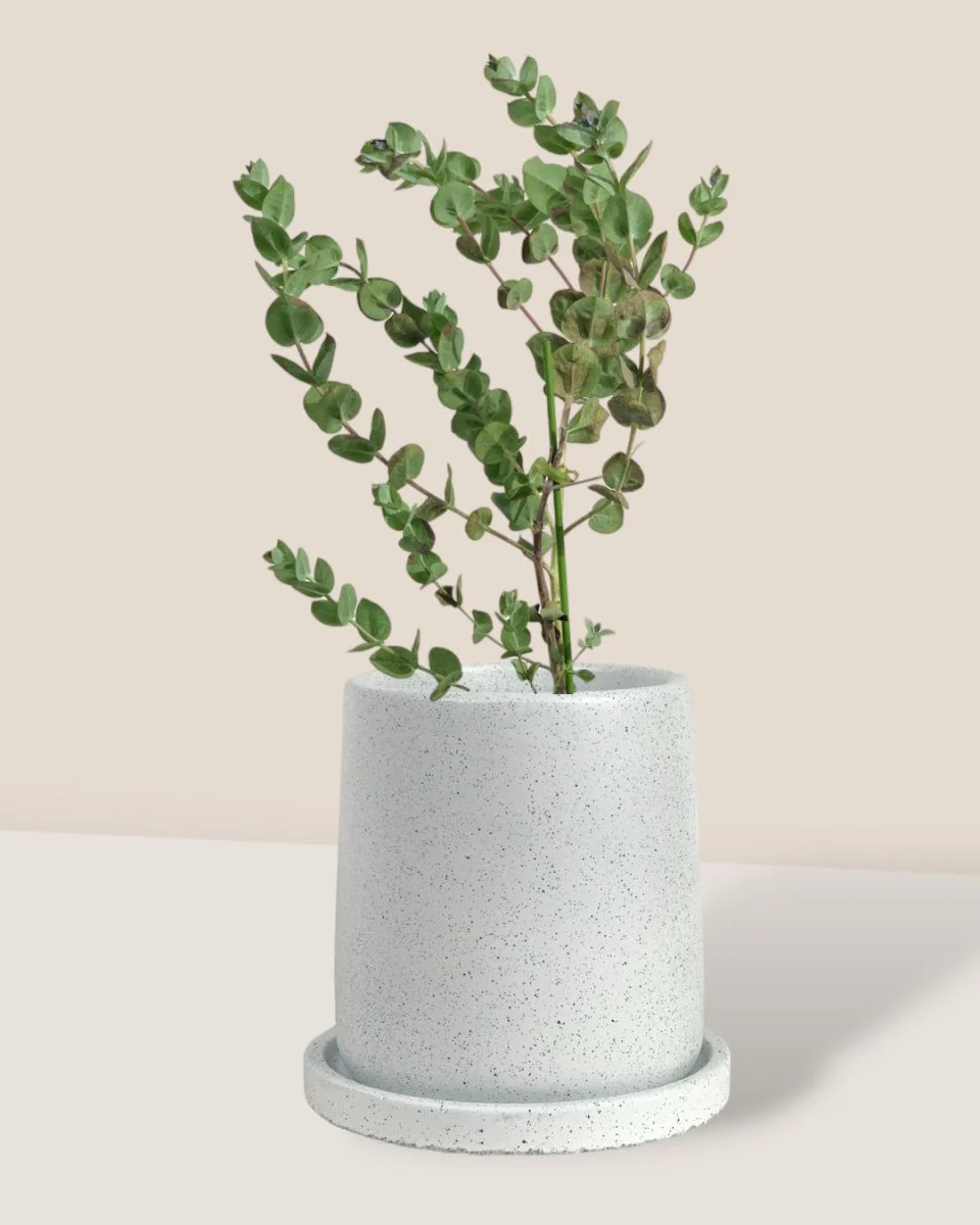 Japanese Eucalyptus Kodomo - Image 5