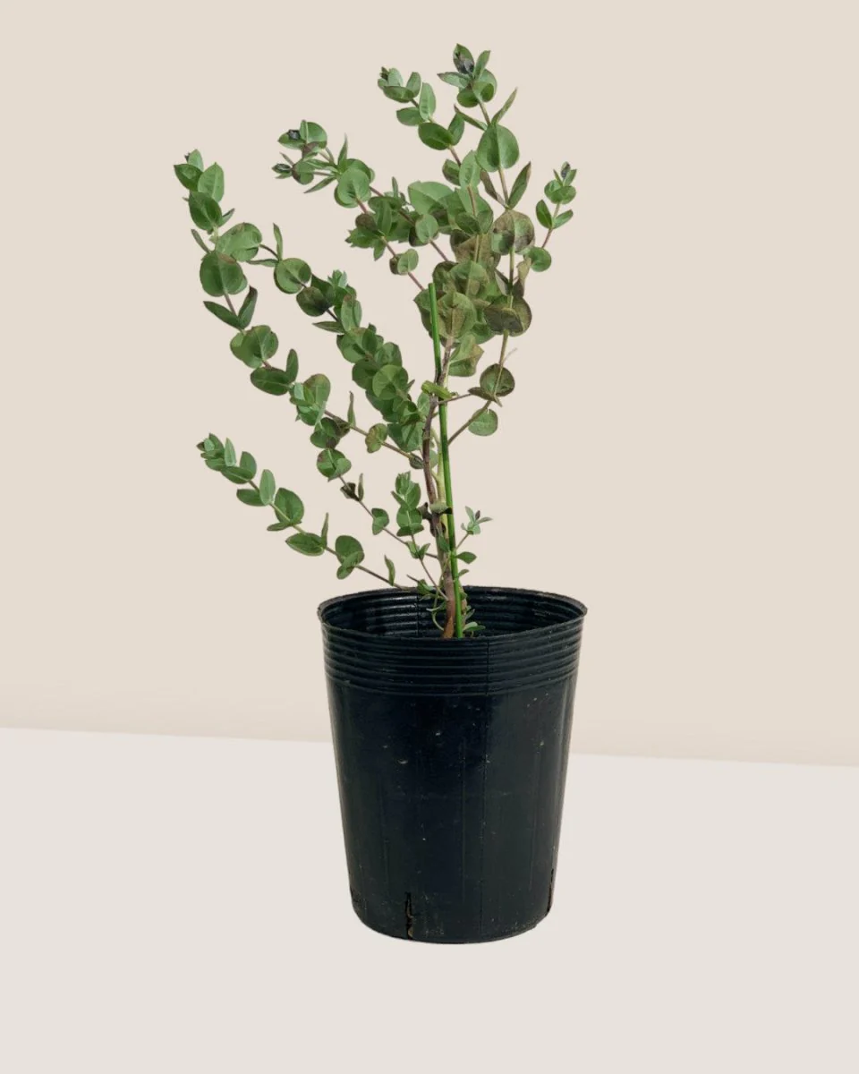 Japanese Eucalyptus Kodomo - Image 6