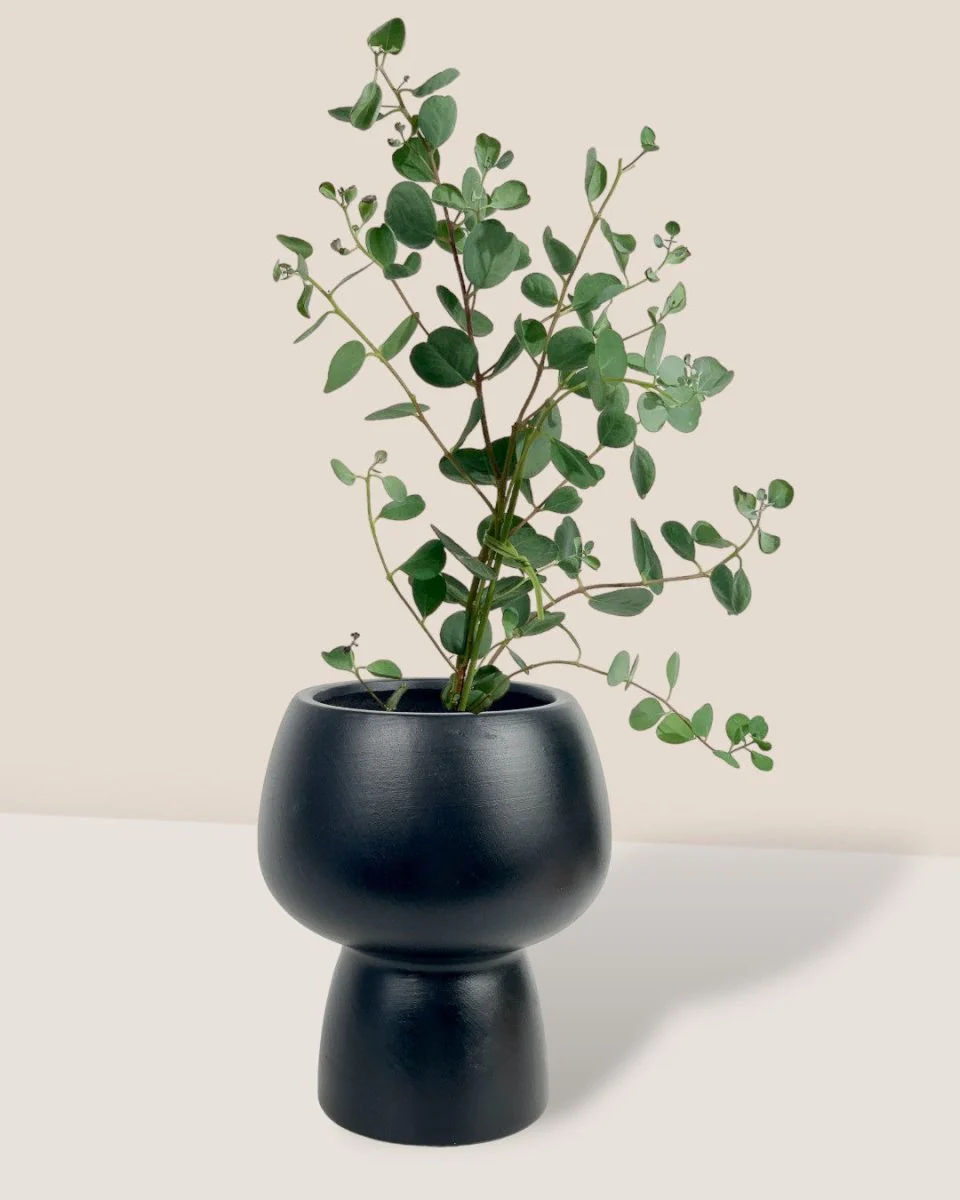 Japanese Eucalyptus Kodomo - Image 7