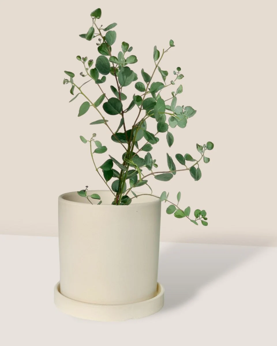 Japanese Eucalyptus Kodomo - Image 8