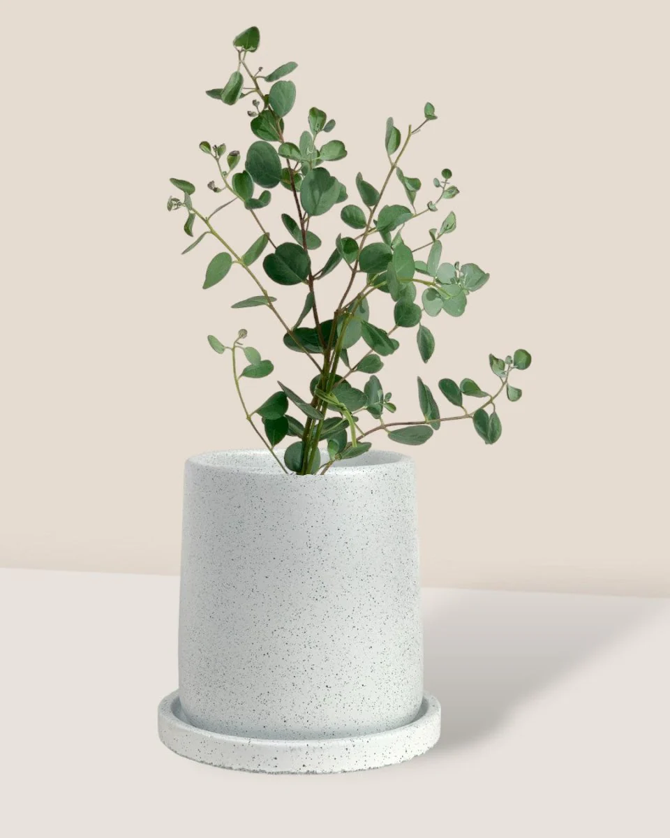 Japanese Eucalyptus Kodomo - Image 9