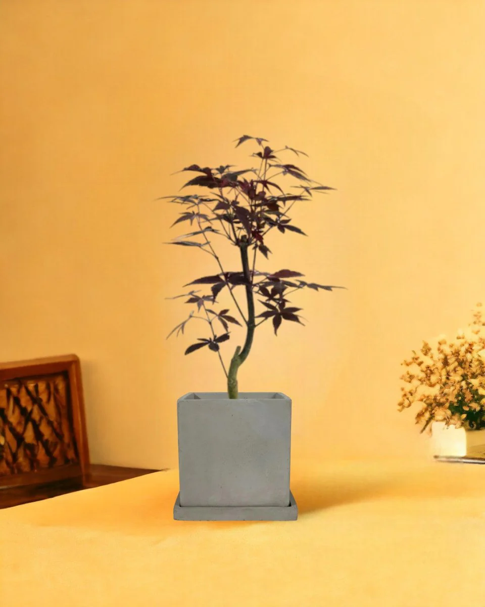Japanese Maple - Image 10