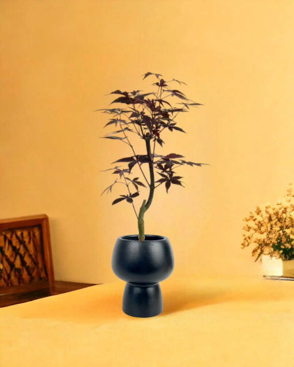 Japanese Maple - Image 11