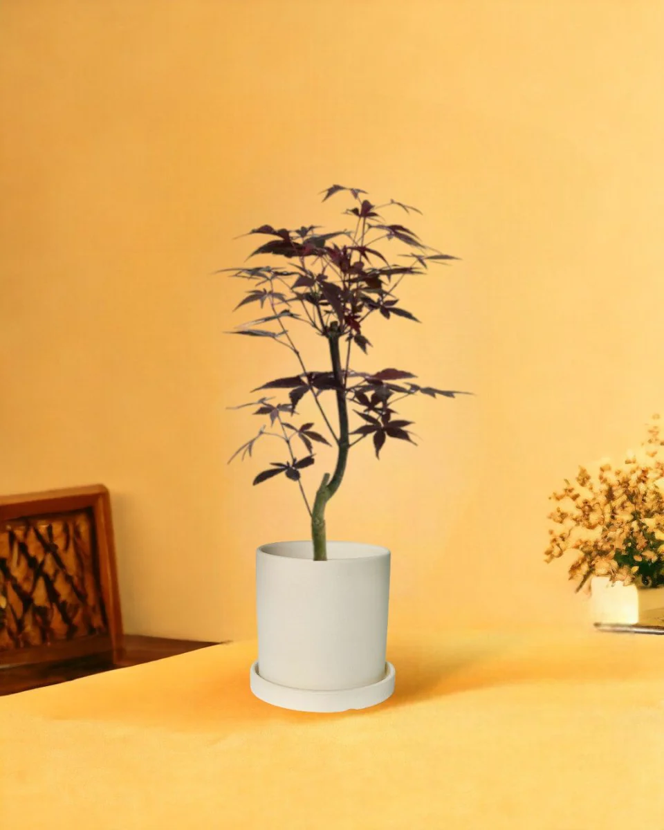 Japanese Maple - Image 12