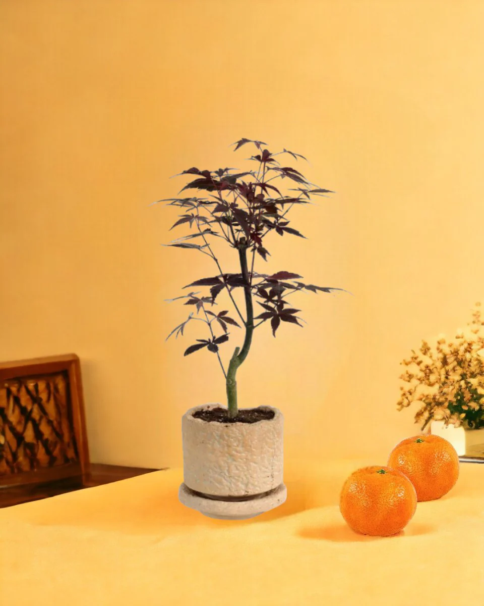 Japanese Maple - Image 13