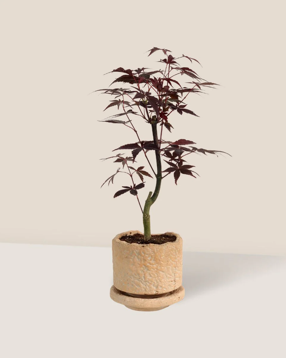 Japanese Maple - Image 15