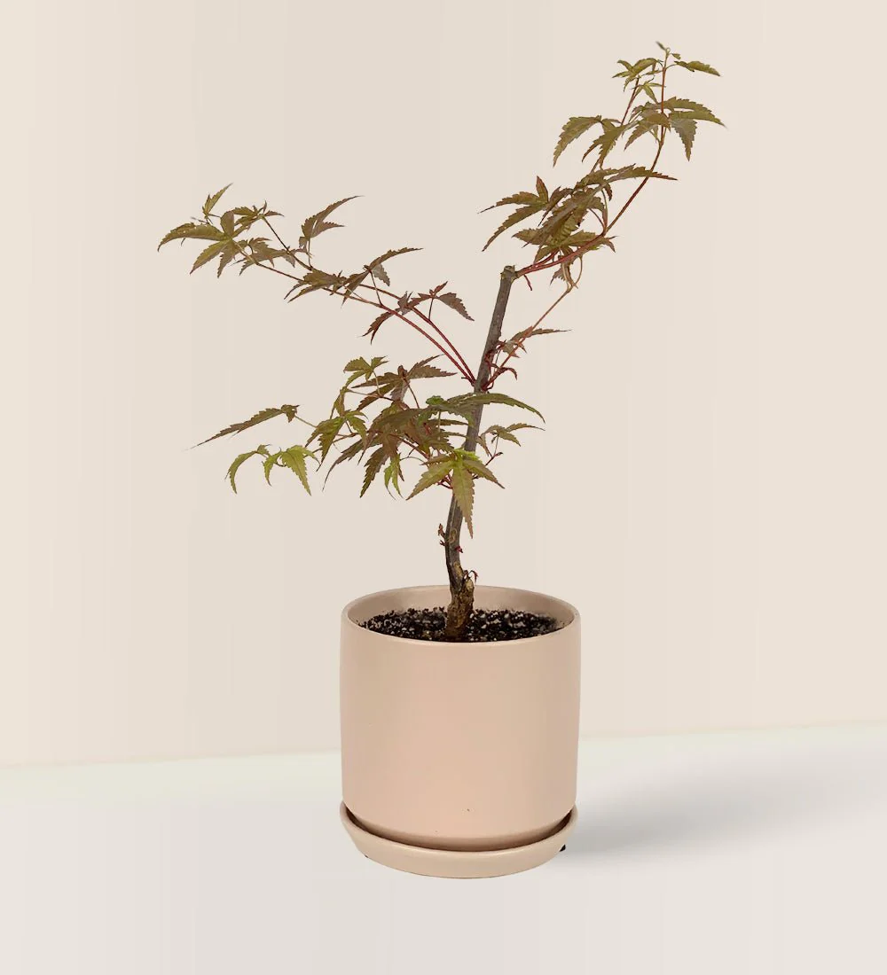 Japanese Maple - Image 16