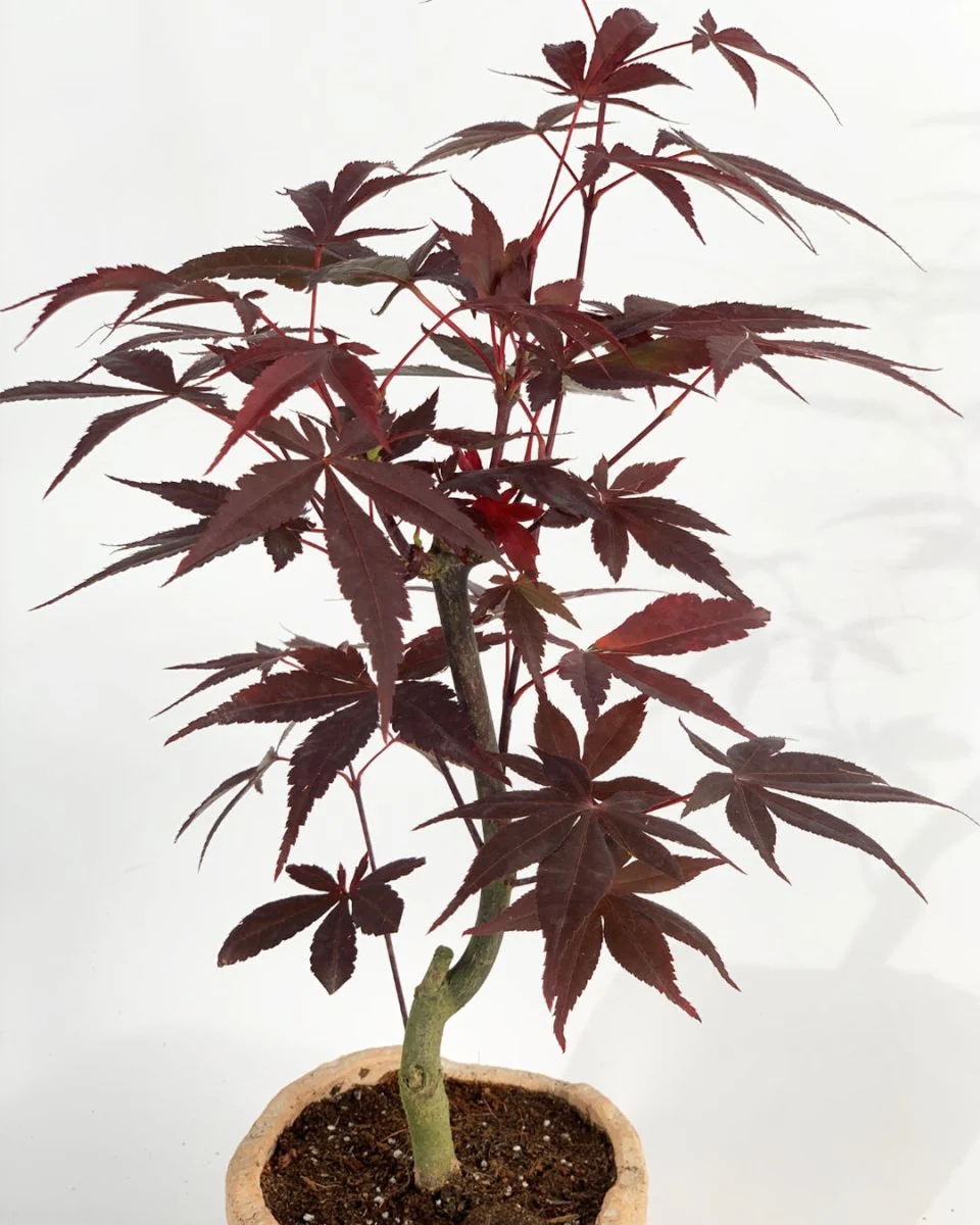 Japanese Maple - Image 17