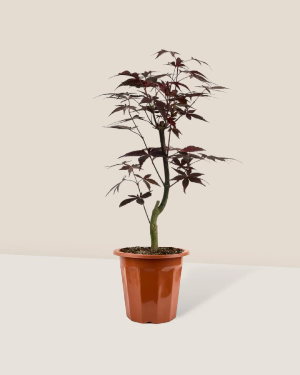 Japanese Maple - Image 18