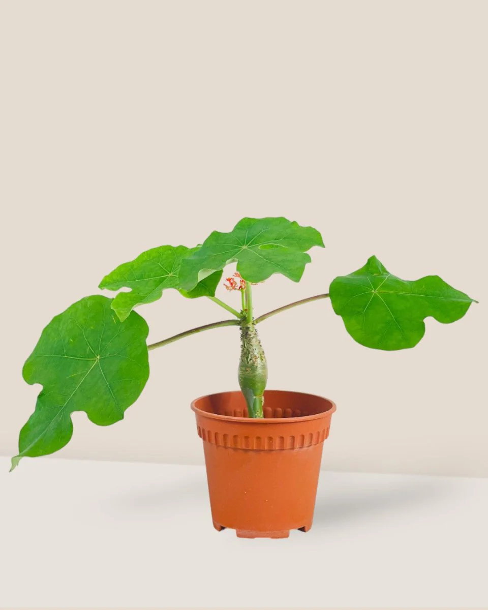 Jatropha Podagrica - Image 10