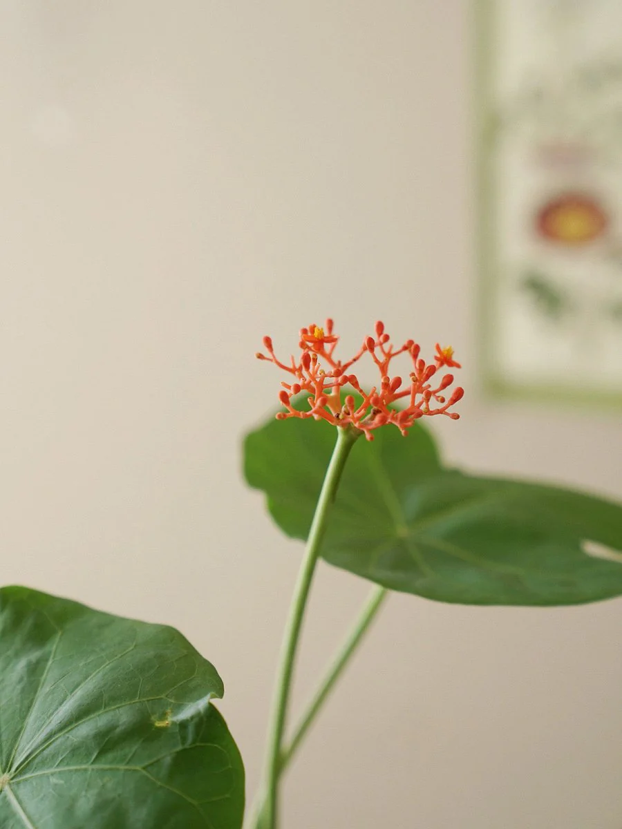 Jatropha Podagrica - Image 11
