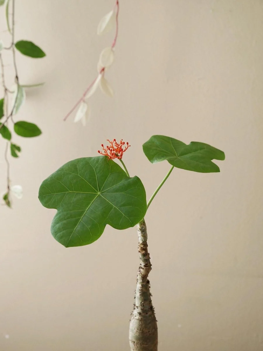 Jatropha Podagrica - Image 12