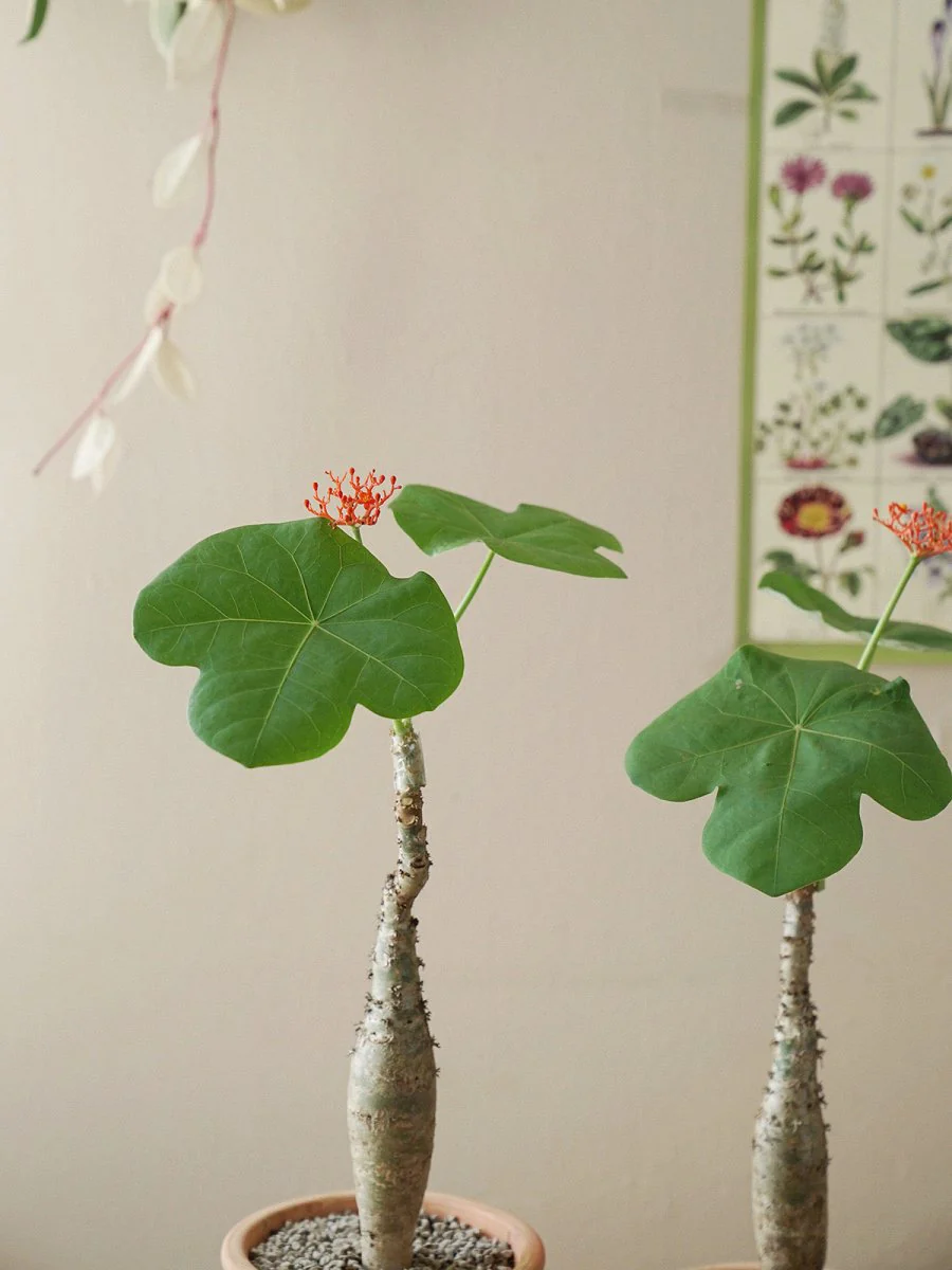 Jatropha Podagrica - Image 13
