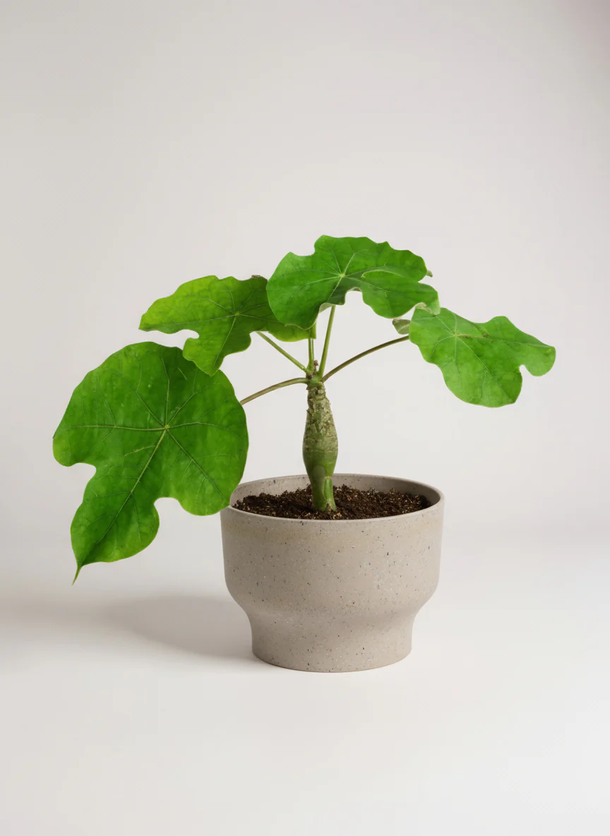 Jatropha Podagrica - Image 5