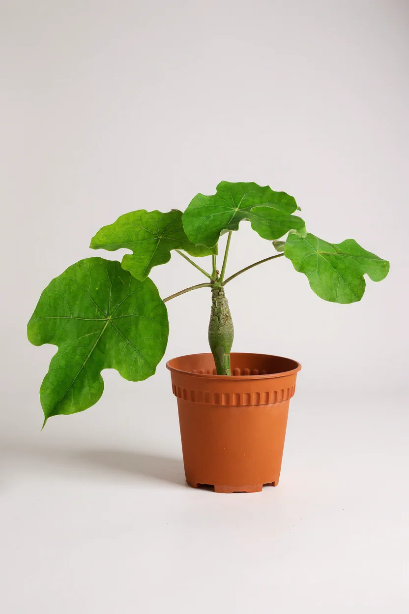 Jatropha Podagrica - Image 6