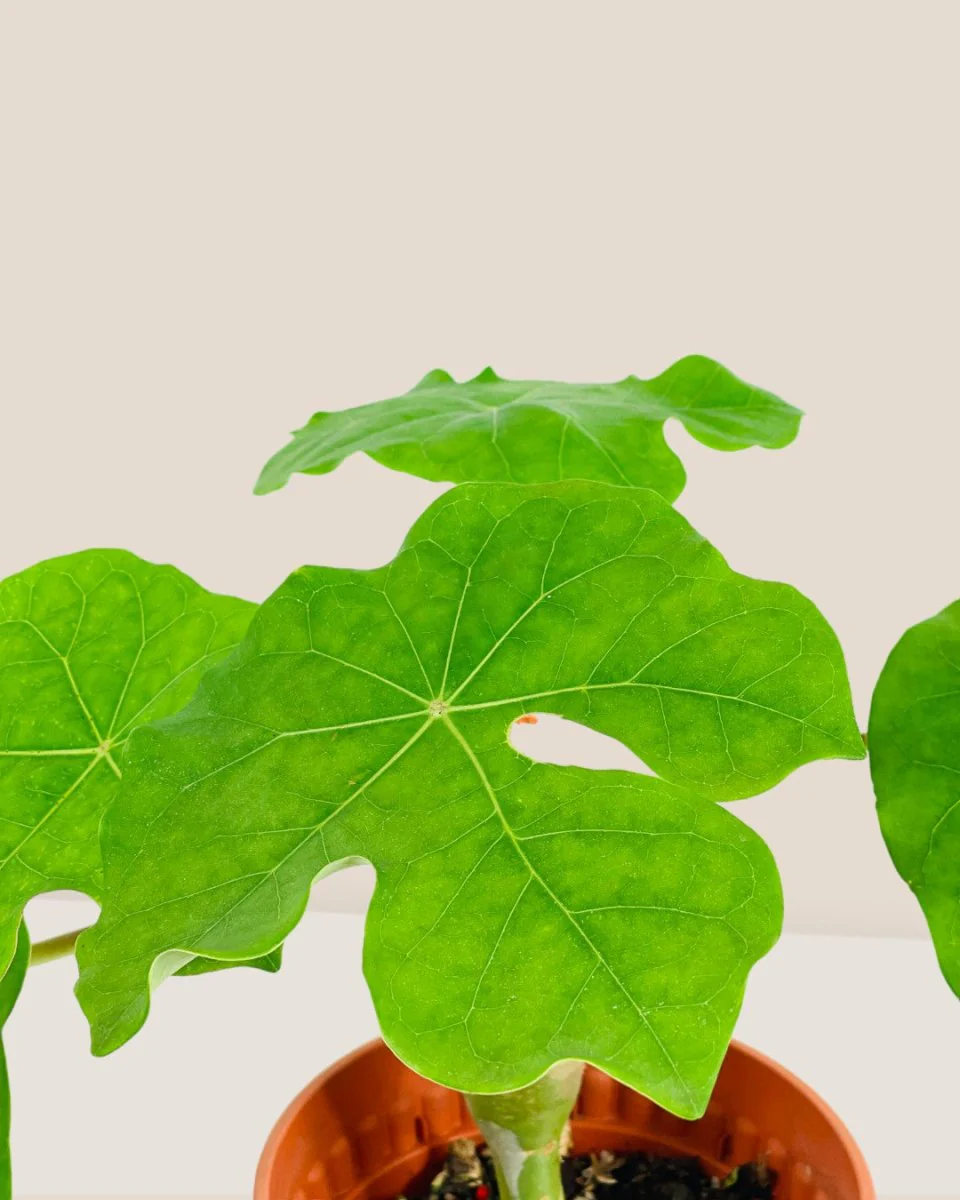 Jatropha Podagrica - Image 7