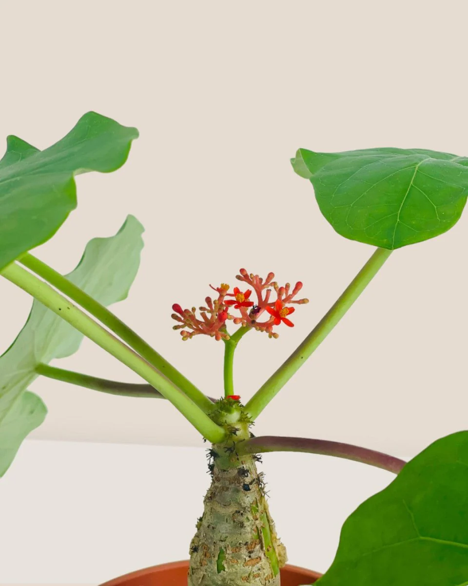 Jatropha Podagrica - Image 8