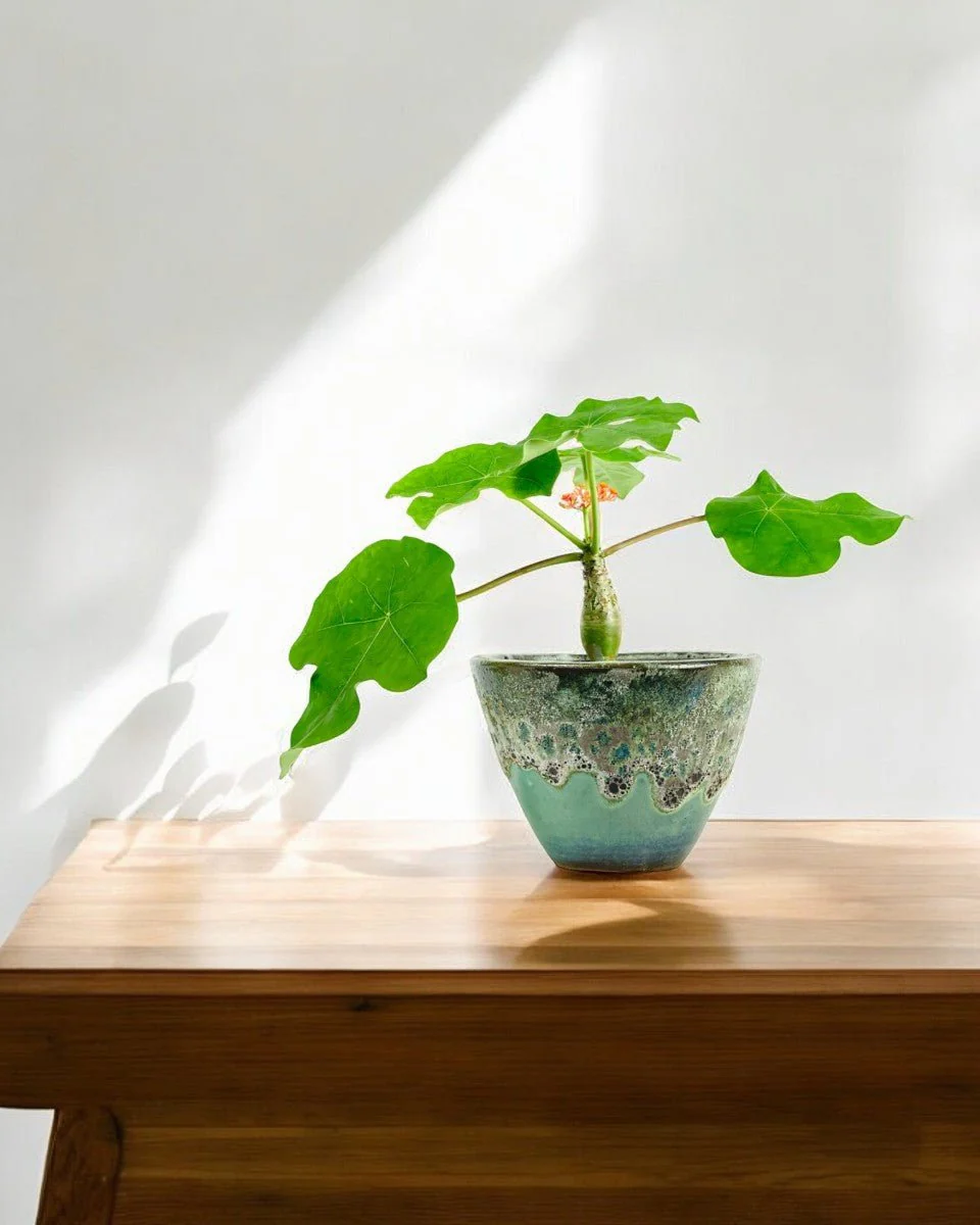 Jatropha Podagrica - Image 9