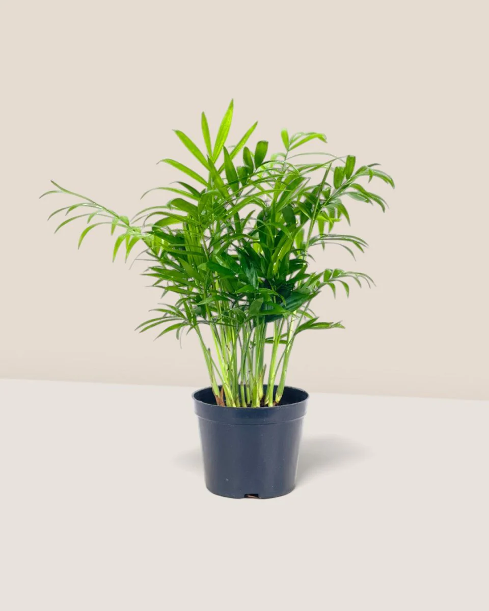 Java Palm - Image 10