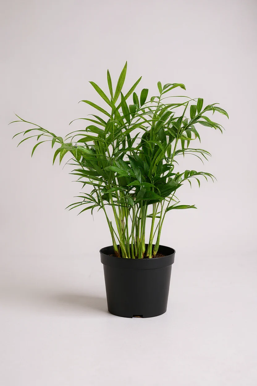 Java Palm - Image 5