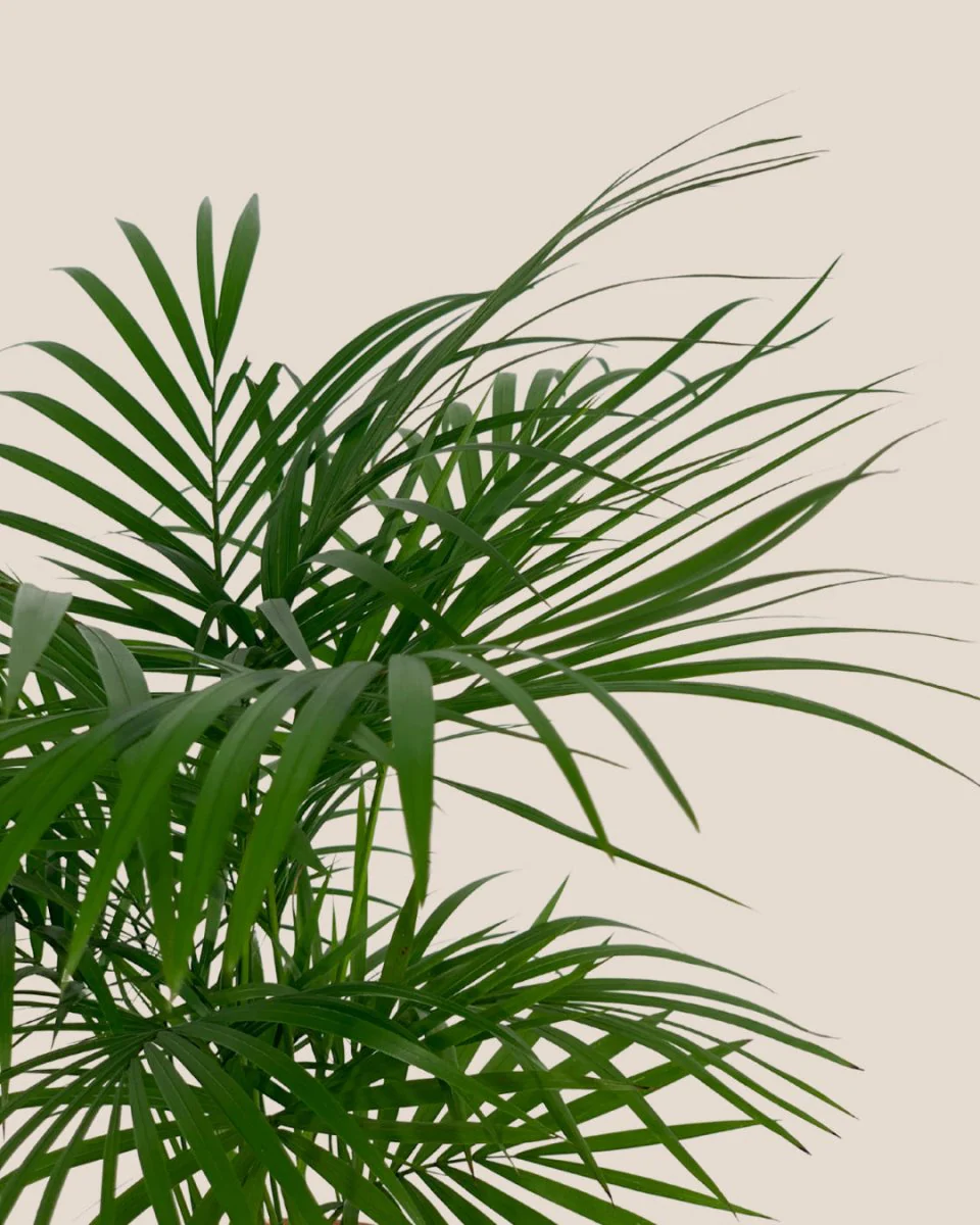 Java Palm - Image 9