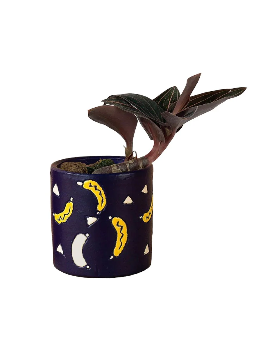 Jewel Orchid - Image 10