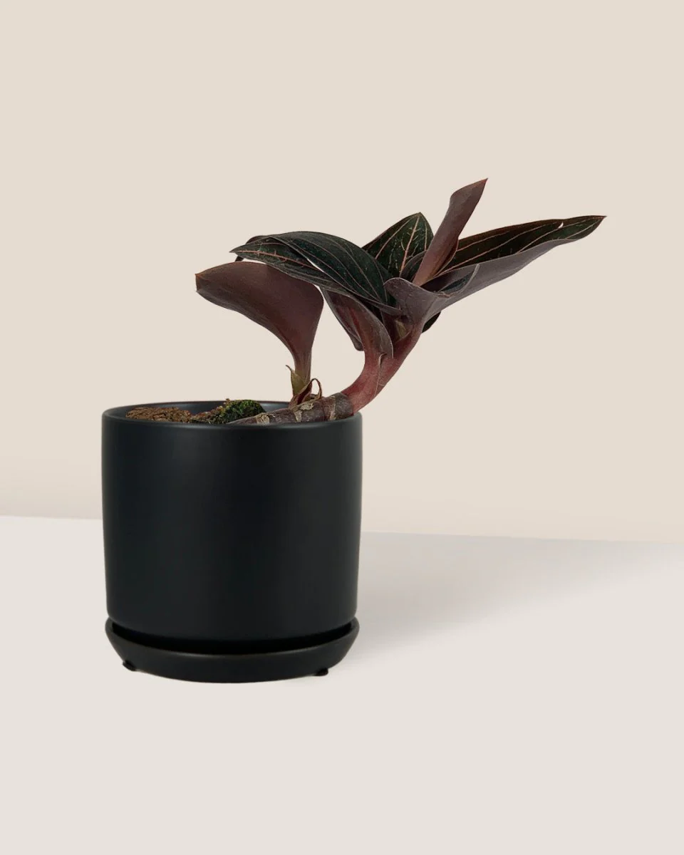 Jewel Orchid - Image 12