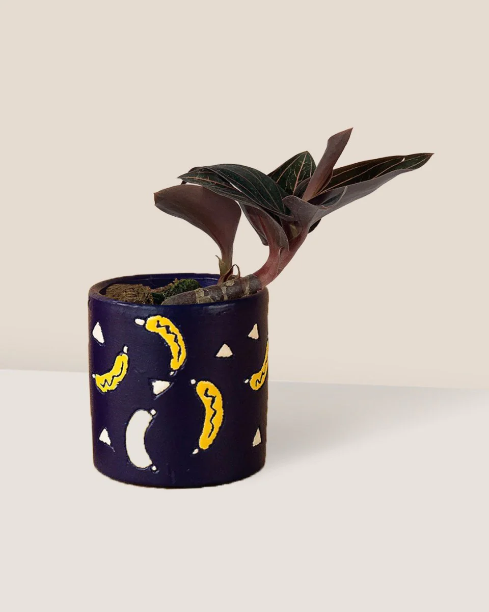 Jewel Orchid - Image 13