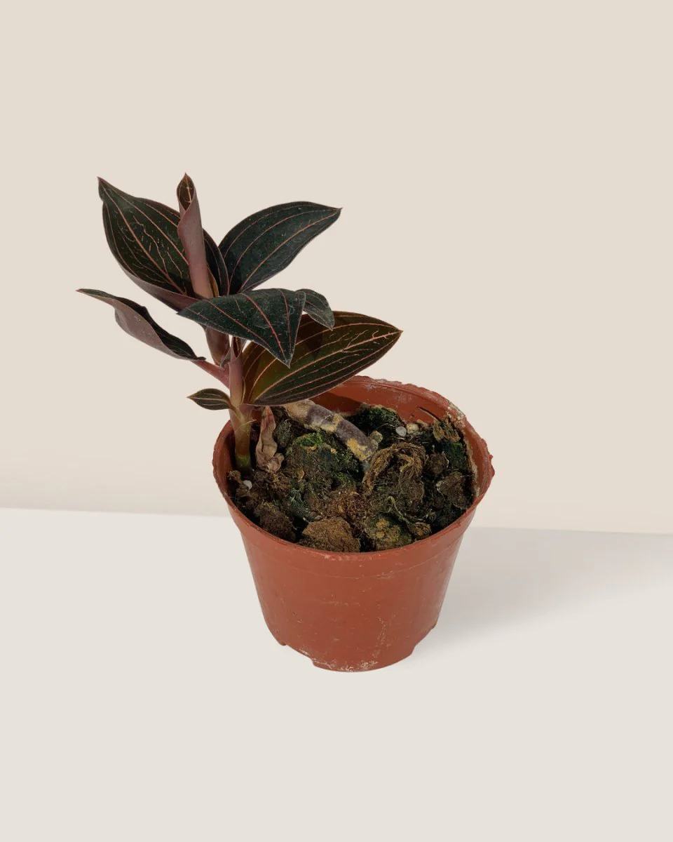 Jewel Orchid - Image 14