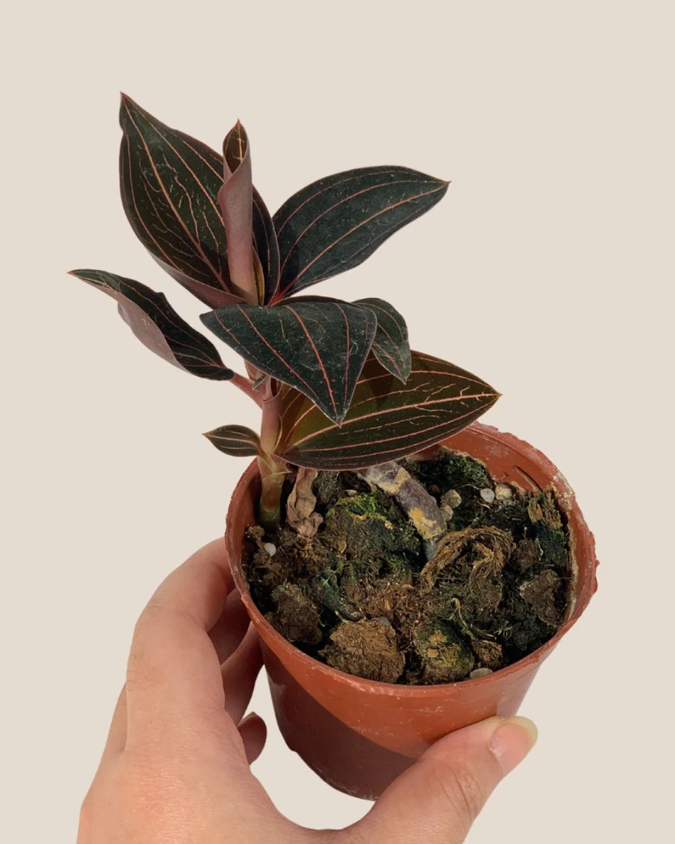 Jewel Orchid - Image 15