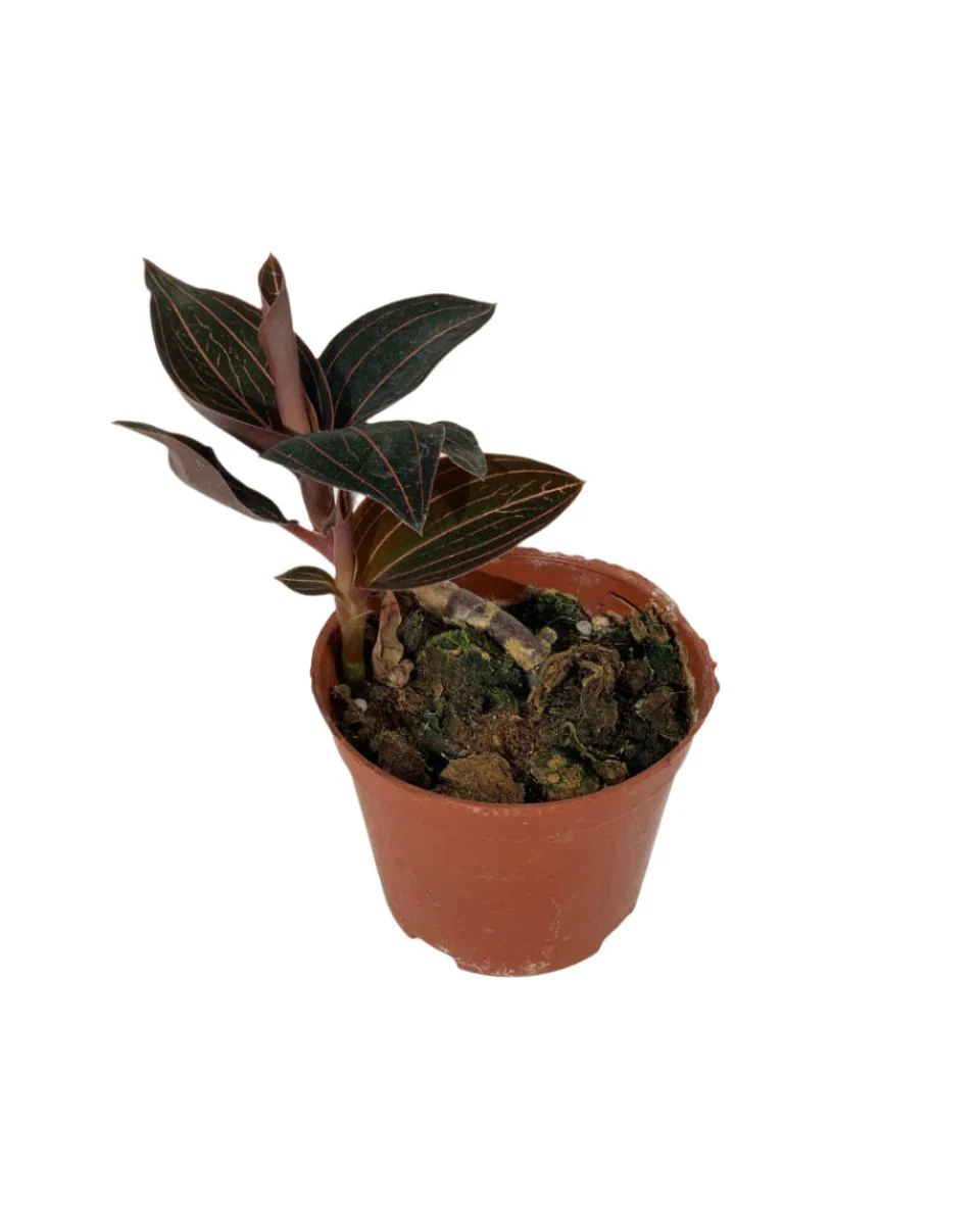Jewel Orchid - Image 16