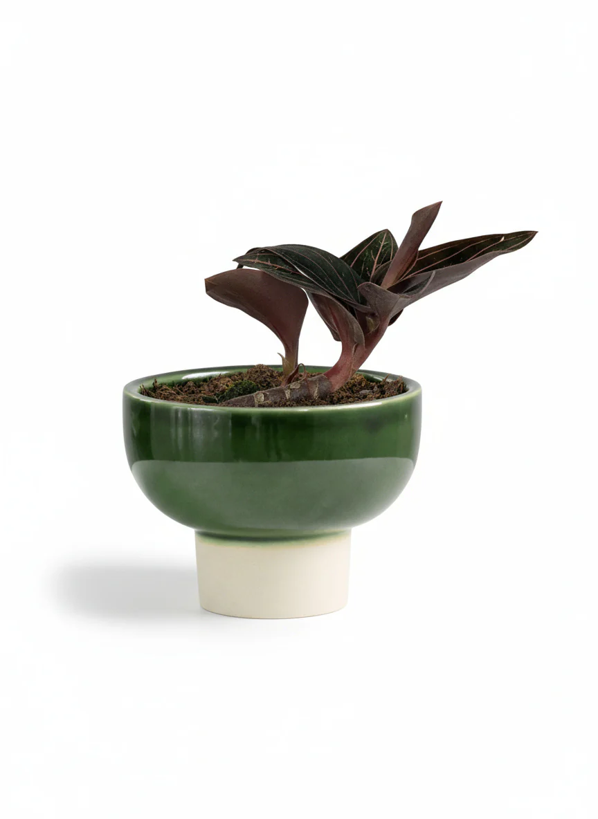 Jewel Orchid - Image 8