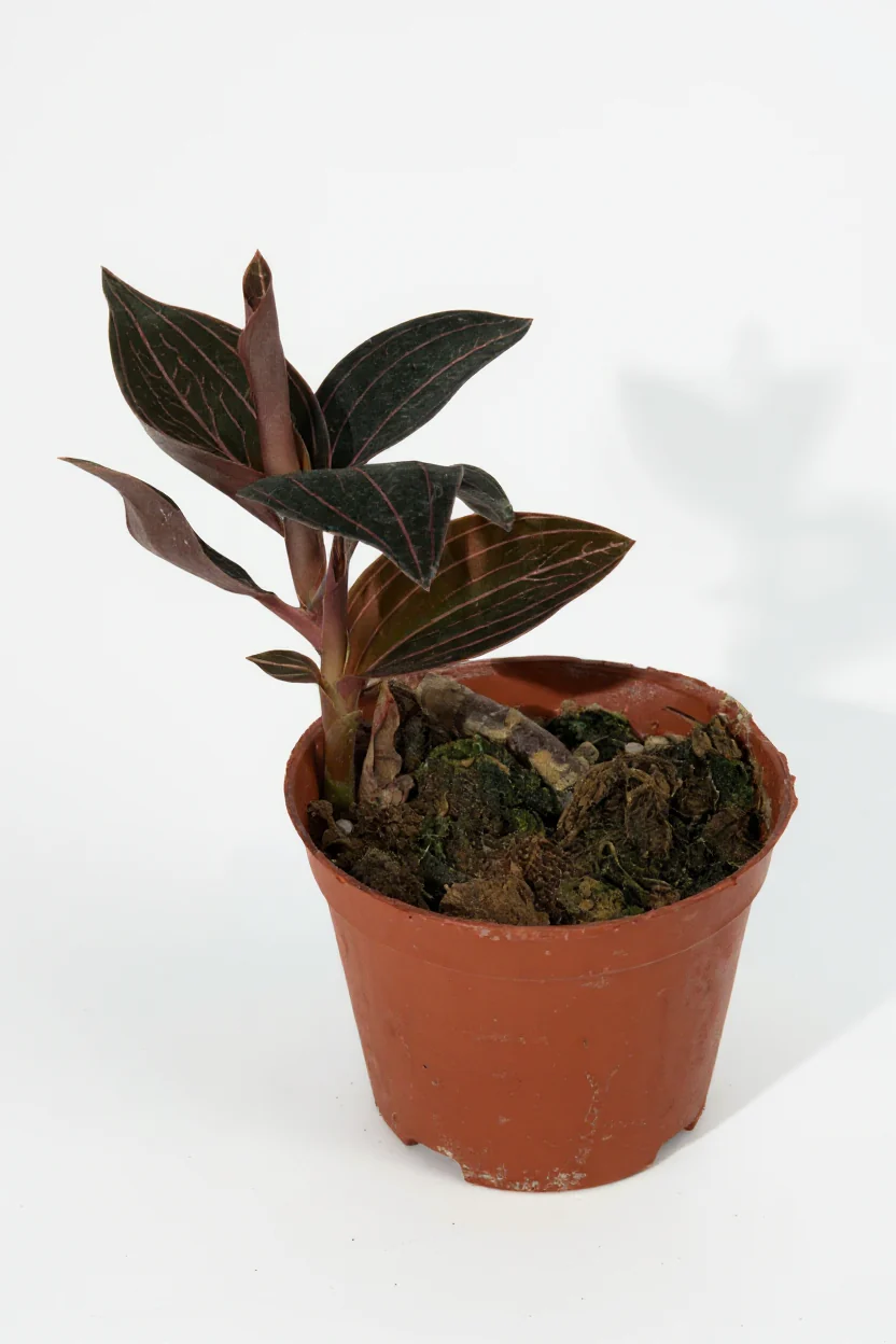 Jewel Orchid - Image 9