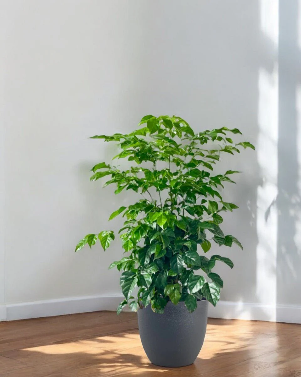 Junior China Doll Tree (0.5m) - Image 10