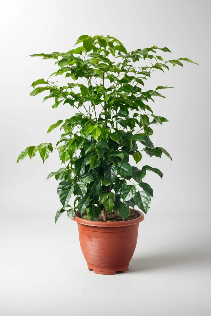 Junior China Doll Tree (0.5m) - Image 7