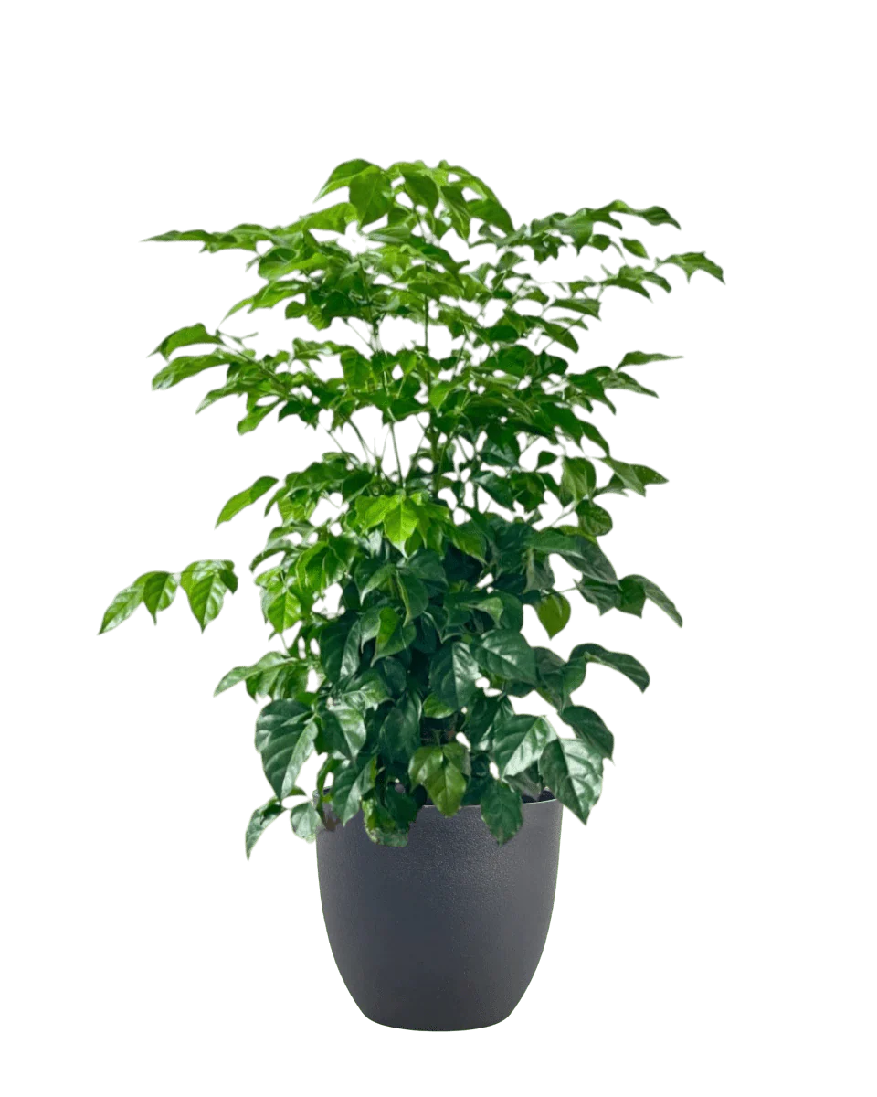 Junior China Doll Tree (0.5m) - Image 9