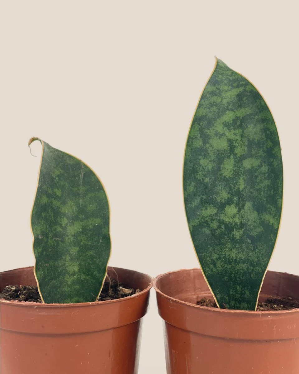 Junior Whale Fin Sansevieria Plant - Image 10