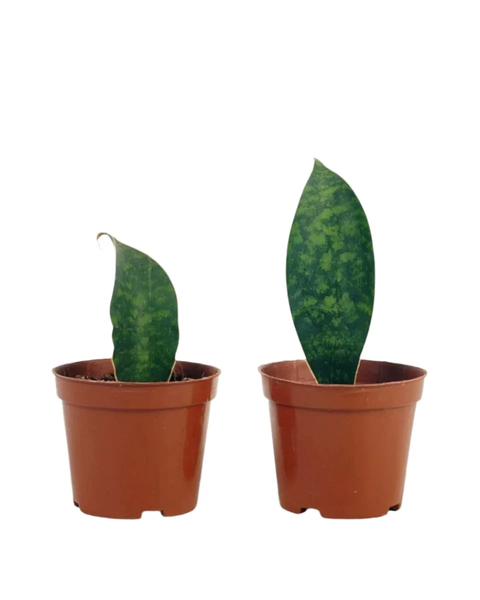 Junior Whale Fin Sansevieria Plant - Image 11