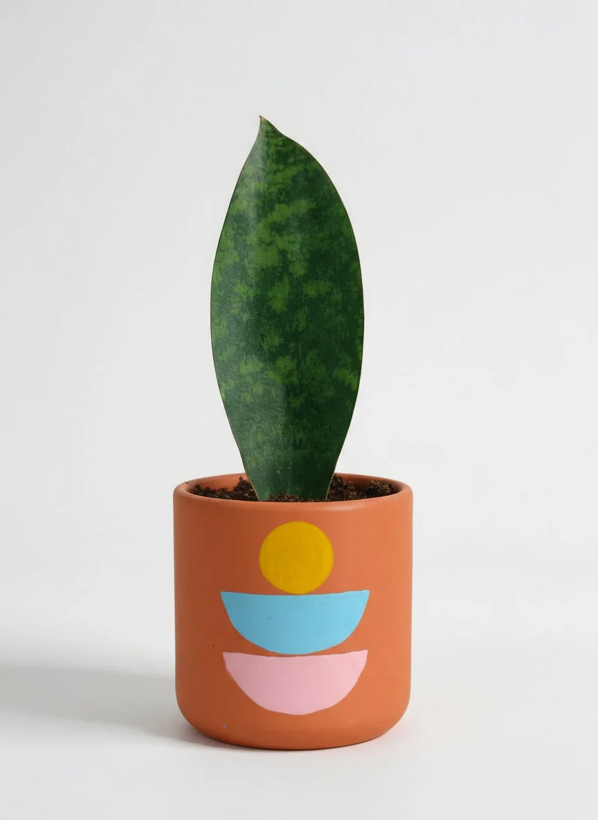 Junior Whale Fin Sansevieria Plant - Image 5