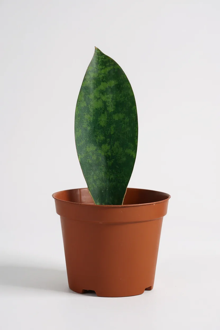 Junior Whale Fin Sansevieria Plant - Image 6
