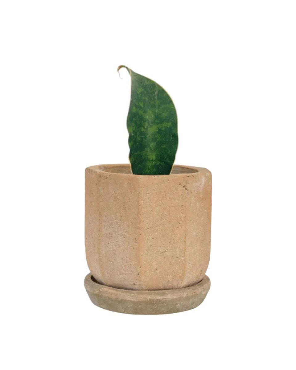 Junior Whale Fin Sansevieria Plant - Image 7
